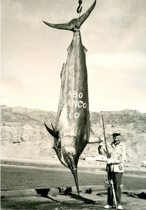 Largest Black Marlin Ever Caught