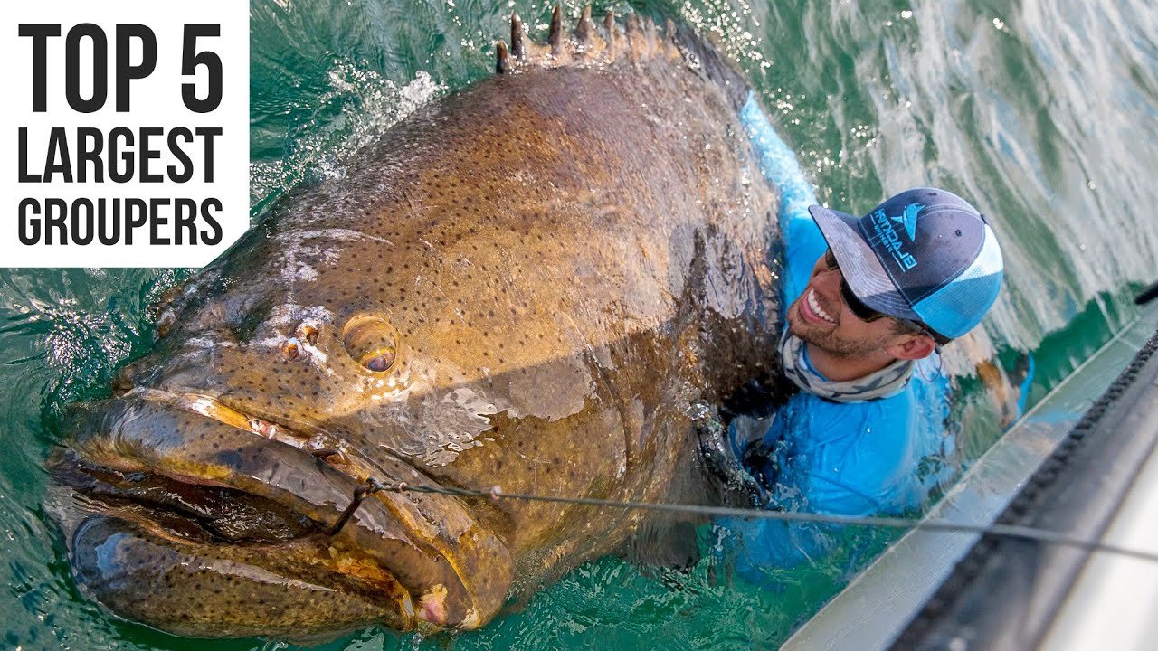 Largest Goliath Grouper Ever Caught