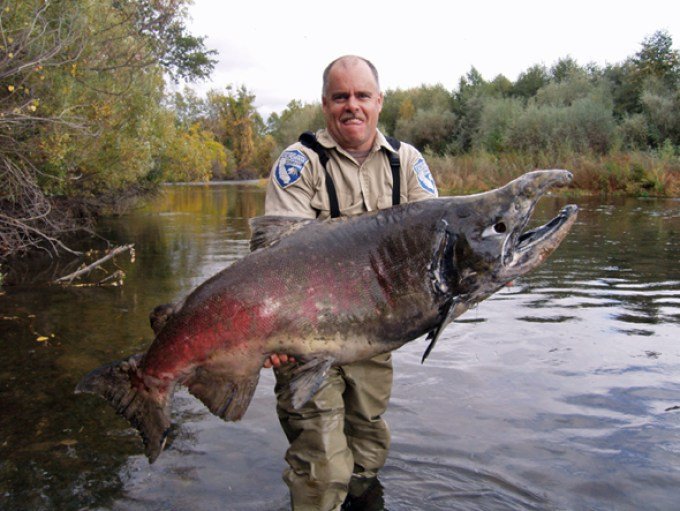 Largest Salmon Ever Caught