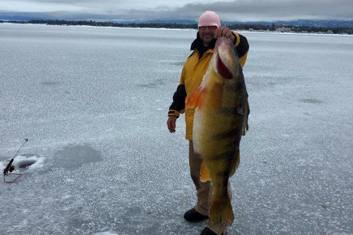 Largest Yellow Perch Ever Caught