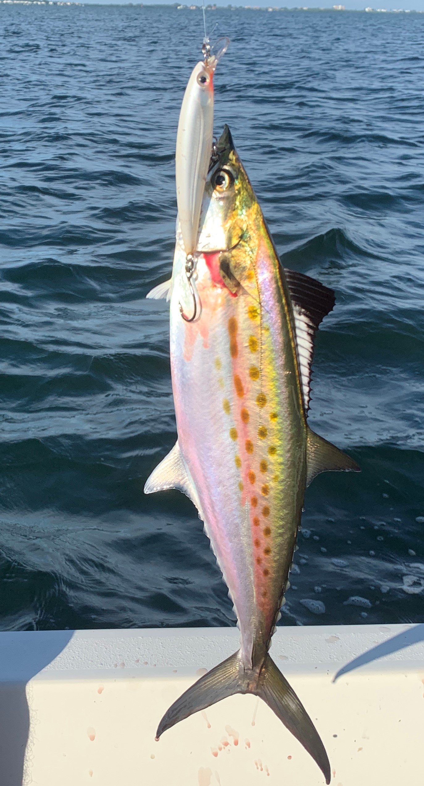 Best Lures for Spanish Mackerel